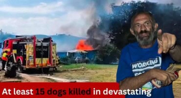At least 15 dogs killed in devastating Pretoria smallholding fires