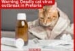 Warning: Deadly cat virus outbreak in Pretoria