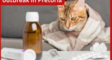 Warning: Deadly cat virus outbreak in Pretoria