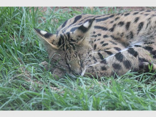 Serval cats will receive a newly-designed climbing structure valued at R3 375.