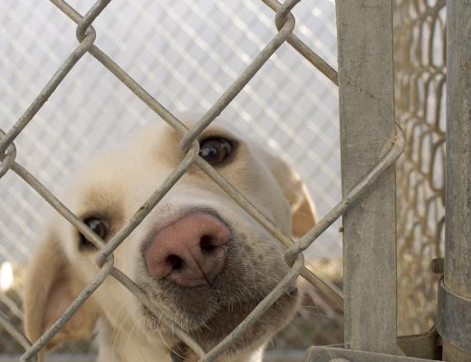 NT04RRpoison-Dogsat_69322