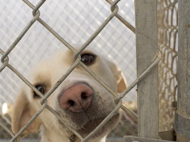 Pet owners in Jukskei Park are on high alert after poisoned mince was found in the area, leaving four dogs dead.