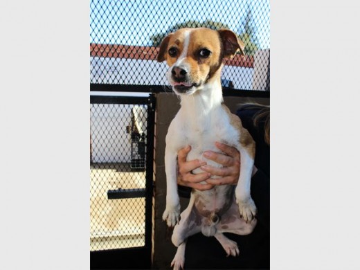 Kennel C1, Jack Russell, male, about 1 and a half years old.