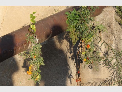 Tomatoes grow in their numbers from cracks in sewerage pipe in Randpark Ridge.