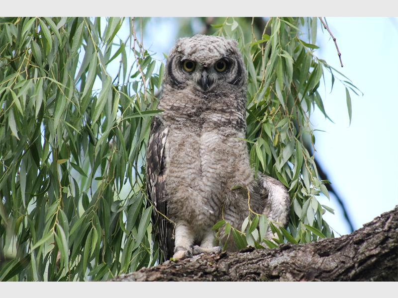 A spotted eagle owl chick enjoys the shade of a large tree outside the Delta Environmental Centre.