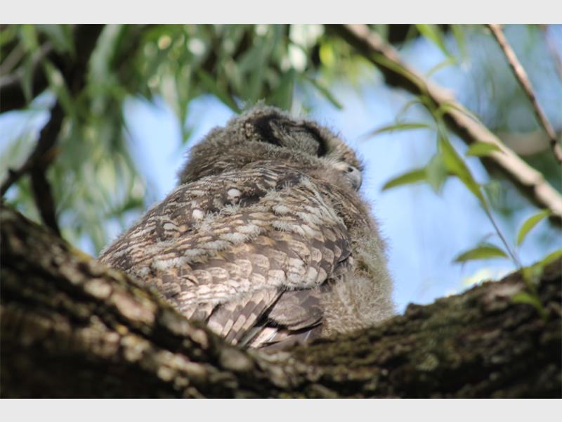 The spotted eagle owl chicks' tails and wing feathers need to grow out more. The soft, fluffy feathers on their fronts will fall away to be replaced by the species' standard front plumage, and the ear tufts are the last feathers to grow out.
