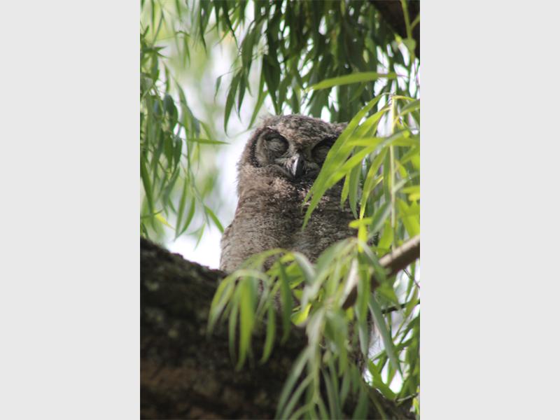 One of the spotted eagle owl chicks takes a nap outside the Delta Environmental Centre.