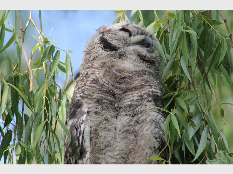 A spotted eagle owl chick is seen outside the Delta Environmental Centre.