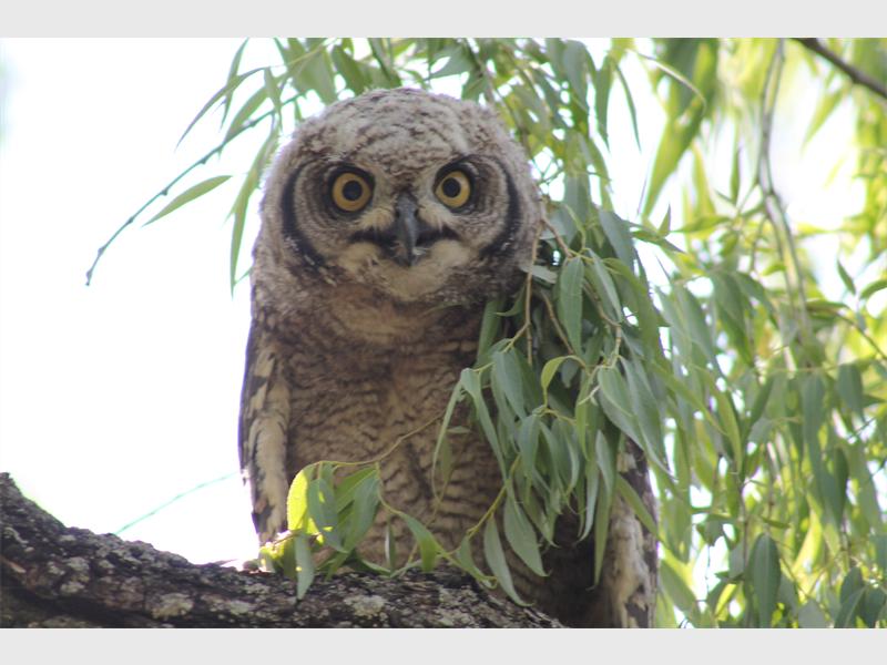 A spotted eagle owl chick gazes at onlookers.