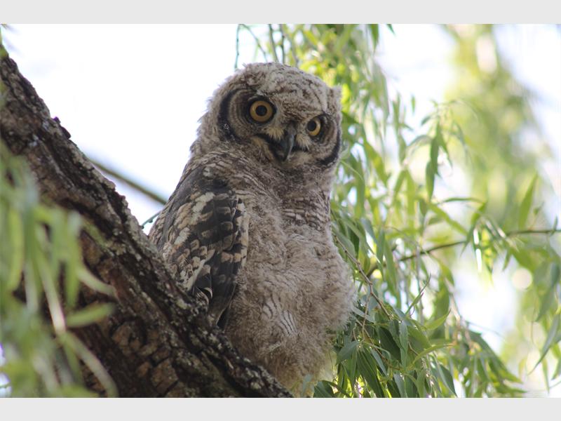 The spotted eagle owl chicks spend much of their time outside the Delta Environmental Centre.