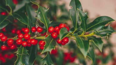 holly-gd252a9edb_19_41906