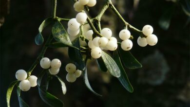 mistletoe-berries-g_42394