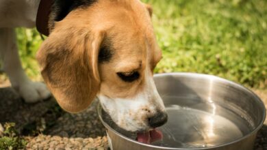 ElanaWagner-11-02-2022-Pets-SummerHealthHazards.2 (Medium)
