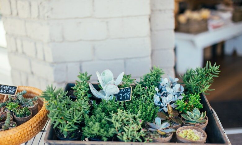 succulent gardening