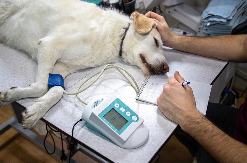Pet owners in Jukskei Park have been urged to inspect their properties and monitor their animals after four dogs died from suspected poisoned meat.