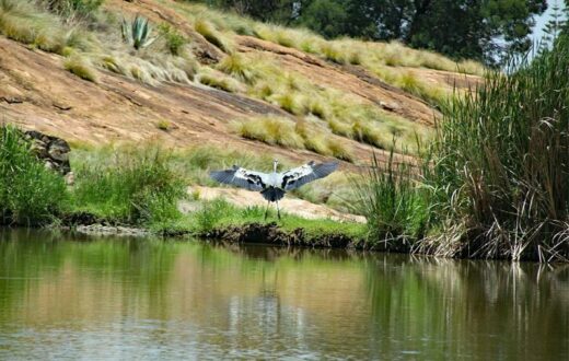 Birds used to make Sundowner Dam their home
