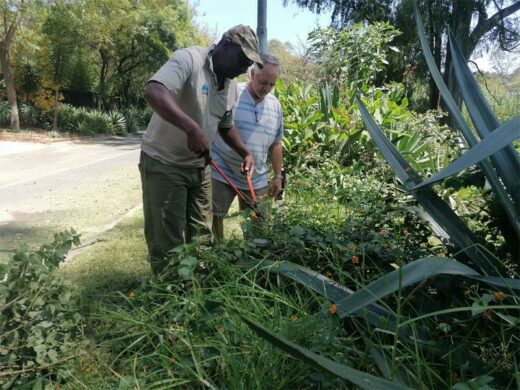 Glenn Taylor cut bushes at Sundowner Spruit Park.