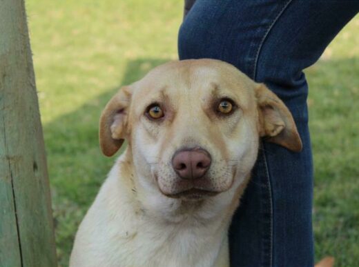 This pretty girl is Binny. She is 10 months old and is extremely sweet. She is a Labrador x that was surrendered as the owner could not afford her anymore. She loves to cuddle. Kennel B1. Admin 55791.