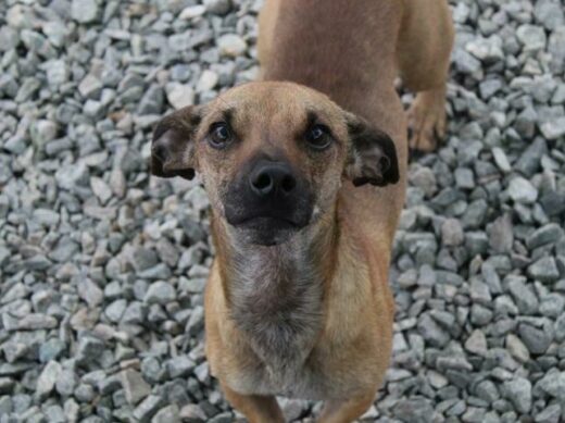 This little dachshund x was a surrender as owner could no longer keep him. He is five years old. He gets on well with other doggies and loves to play. Kennel A1. Admin 55809.