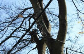 Cables tied up on the tree on City Power's temporary fix on 36 Neilson Drive. Photo: Mthulisi Lwazi Khuboni