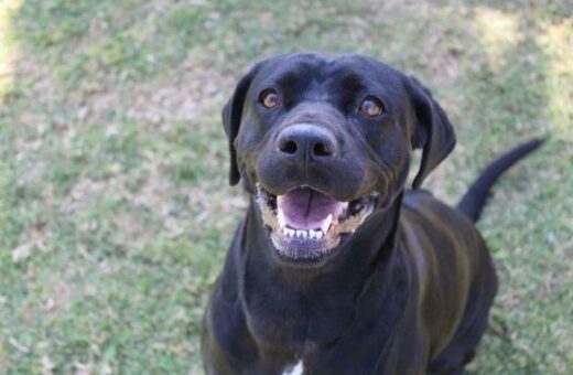 This is Lucy, a very pretty Ridgeback x that was surrendered as the owner was moving. Lucy is three years old. She loves cuddles, attention and is a busy girl and gets on with other dogs. Kennel C2. Admin 55729