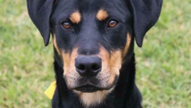 This gorgeous boy was a stray and never claimed. He was very nervous but has come a long way. He is full of life and really sweet. He loves getting groomed as well. We believe he is around 18 months. He is believed to be a Rottweiler x. Kennel A3. Admin 55807.