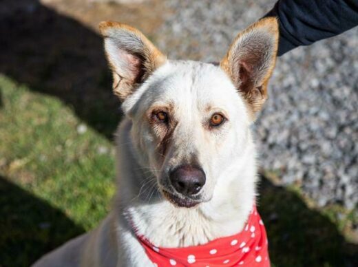 This is Sheeba, 20 months old and a sweet Shepherd girl, but her owner could not keep her. She is a little shy.