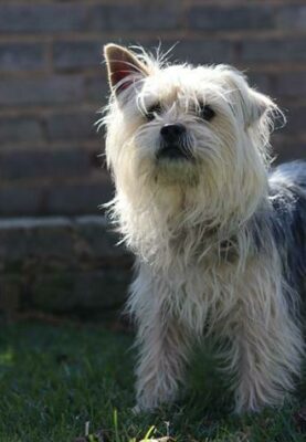 This little one is the last one from the abandoned pups. He is a Yorkie x and unlike the other two he is very shy and will take time to be comfortable around you. He is around three years old and needs TLC. Kennel B5. Admin 55681.