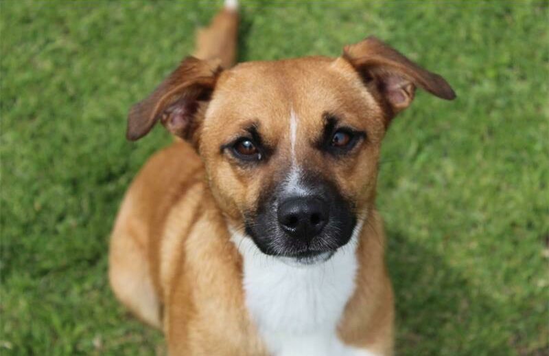Pet owners in Jukskei Park have been urged to stay alert after poisoned mince left four dogs dead and two hospitalized.