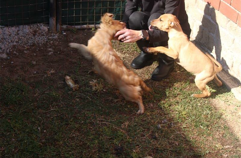 The organisation condemns those who are selling their animals for money, instead of putting them up for adoption, as their door is always open to receive these animals.