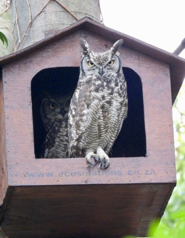 The RRVA is installing owl and bat boxes in Randpark Ridge greenbelts, helping control pests naturally and restoring balance to the urban ecosystem.
