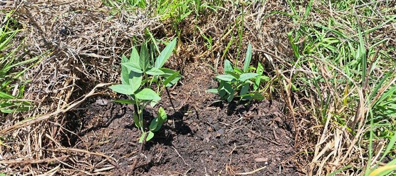 Volunteers joined Jozi Trails at Florence Bloom Bird Sanctuary to remove invasive Verbena bonariensis, a harmful weed threatening indigenous grassland plants and local biodiversity.