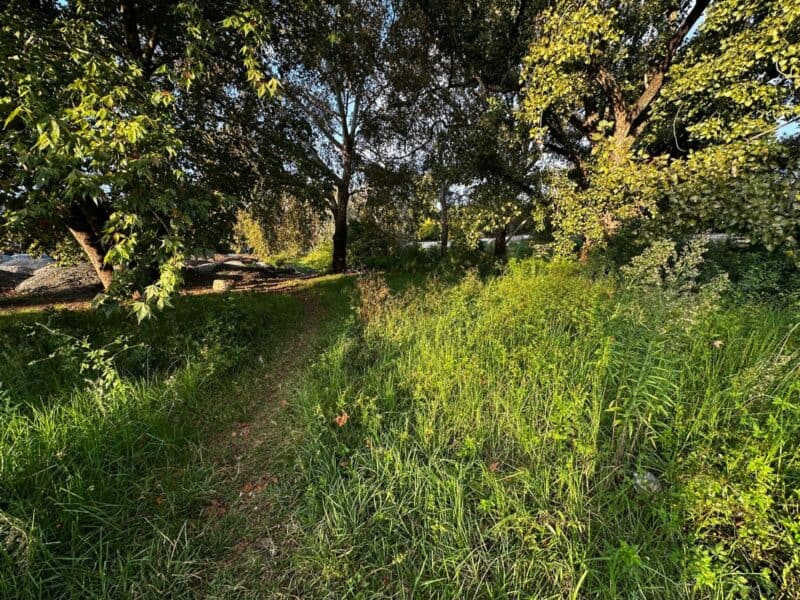A Sonneglans resident has rallied sponsors, volunteers, and community backing in just over two weeks to restore a greenbelt that the City of Johannesburg has not maintained since August 2024.