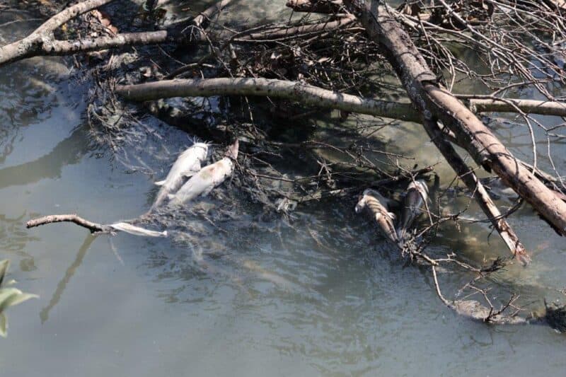 Residents plead for help and intervention from Joburg Water to stop the sewage crisis in the Klein Jukskei River.