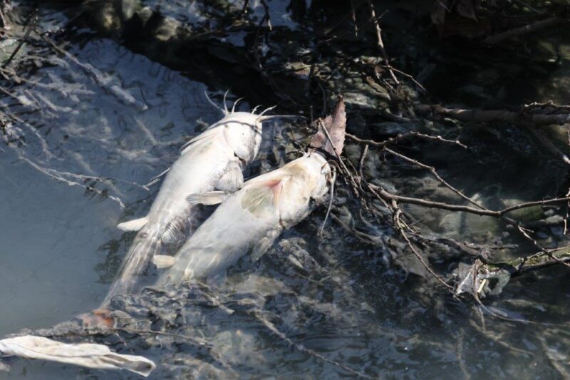 Fontainebleau residents report severe health impacts and dead wildlife as a persistent stench overpowers their neighbourhood.