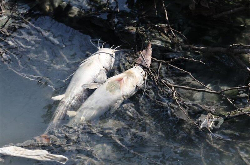 Fontainebleau residents report severe health impacts and dead wildlife as a persistent stench overpowers their neighbourhood.