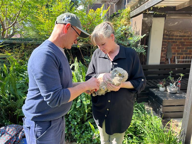 EcoSolutions rings 2 Cresta owlets for long-term tracking | Randburg Sun