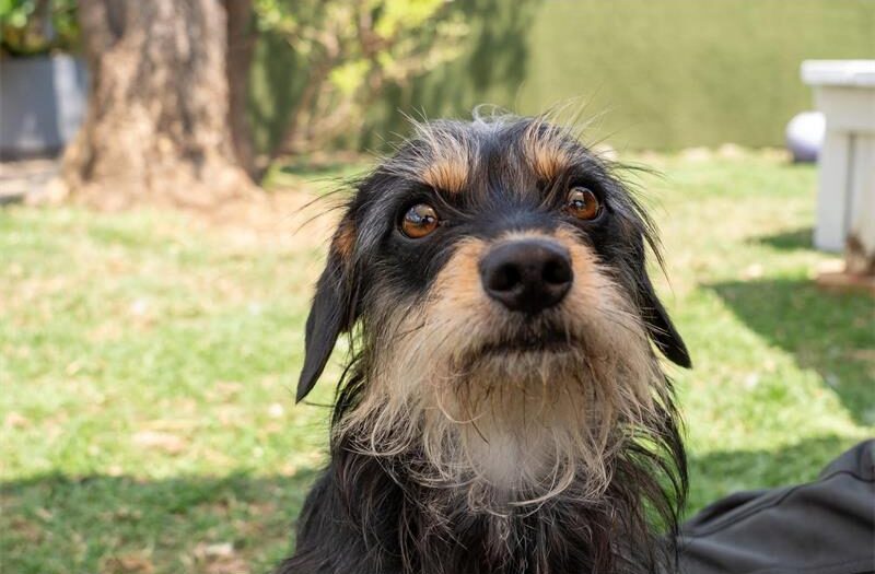 Randburg SPCA in North Riding encourages residents to adopt shelter ...