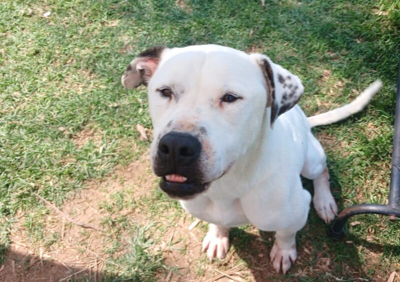 Meet Puck, a lovable deaf dog at Randburg SPCA who is hoping to find a patient, caring family to call his own.