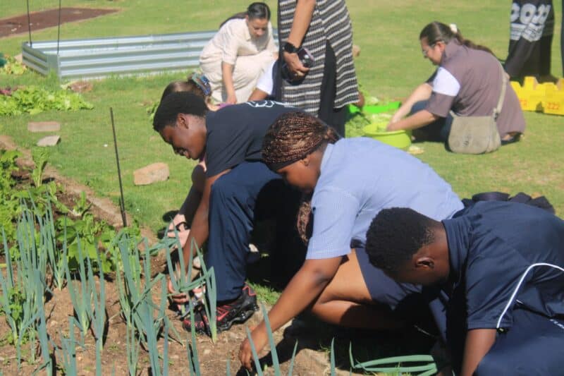 Curro Aurora learners harvested the seven-week vegetable garden and donated food to Delta Park School. Photo: Mthulisi Lwazi Khuboni