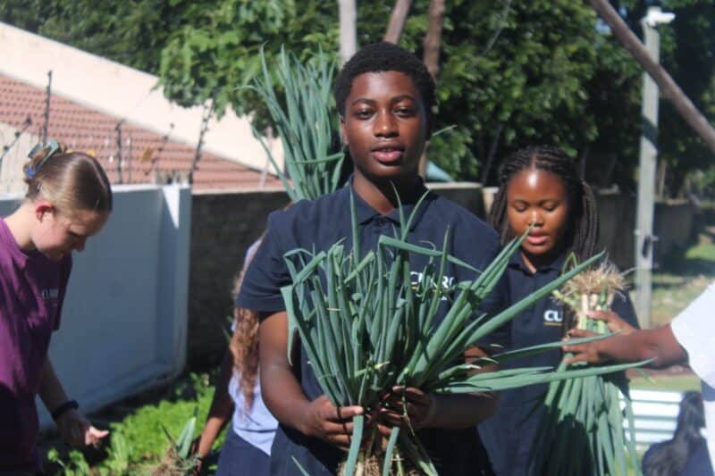 Curro Aurora learners harvested the seven-week vegetable garden and donated food to Delta Park School. Photo: Mthulisi Lwazi Khuboni