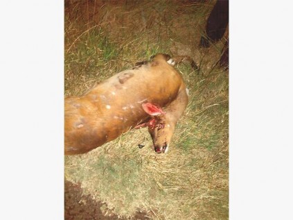 The Bushbuck that caused an accident on Saturday.