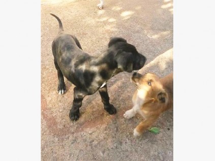 Dié twee hondjies is in Komatistraat (Mineralia) Saterdagmiddag vergiftig.