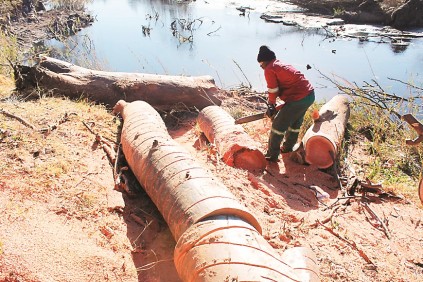 Die stompe is in netjiese stukke gesny, waarna dit beskikbaar gestel is vir vuurmaakhout. FOTO: Gerhard Rheeder.