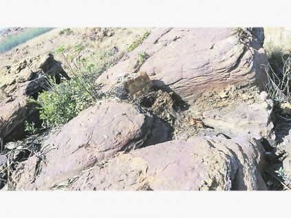 Die broodboom is met ysterpale uit die rotsskeur gekap.