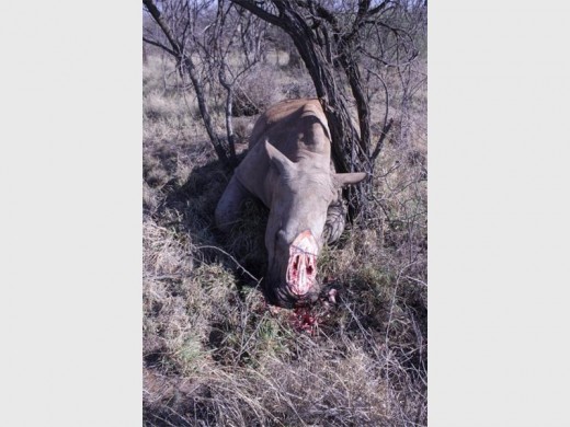 rhino3_1504151010