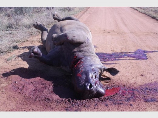 rhino4_1504151016