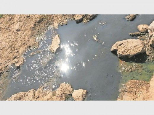 There is raw sewage in the water that the pigs have to drink.