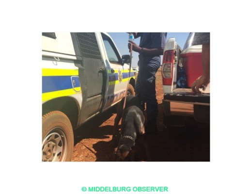 'n Lid van die polisie se honde eenheiden sy hond drink water voordat hulle weer die aanvallers se spoor vat.