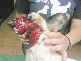 Die veeartse kry gereeld bytwonde soos dié waar rondloperhonde ander honde deur palissade heinings beetkry.